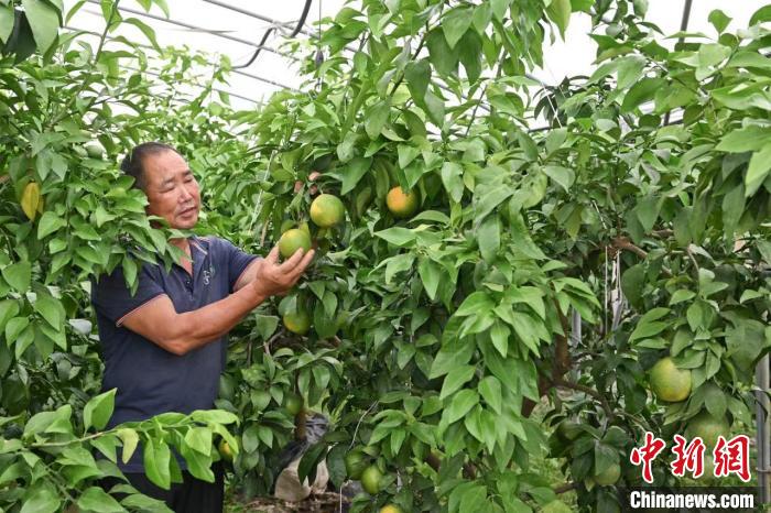 （身边的变化）线上拍卖水果采摘权 浙江瑞安探索数字助农新模式